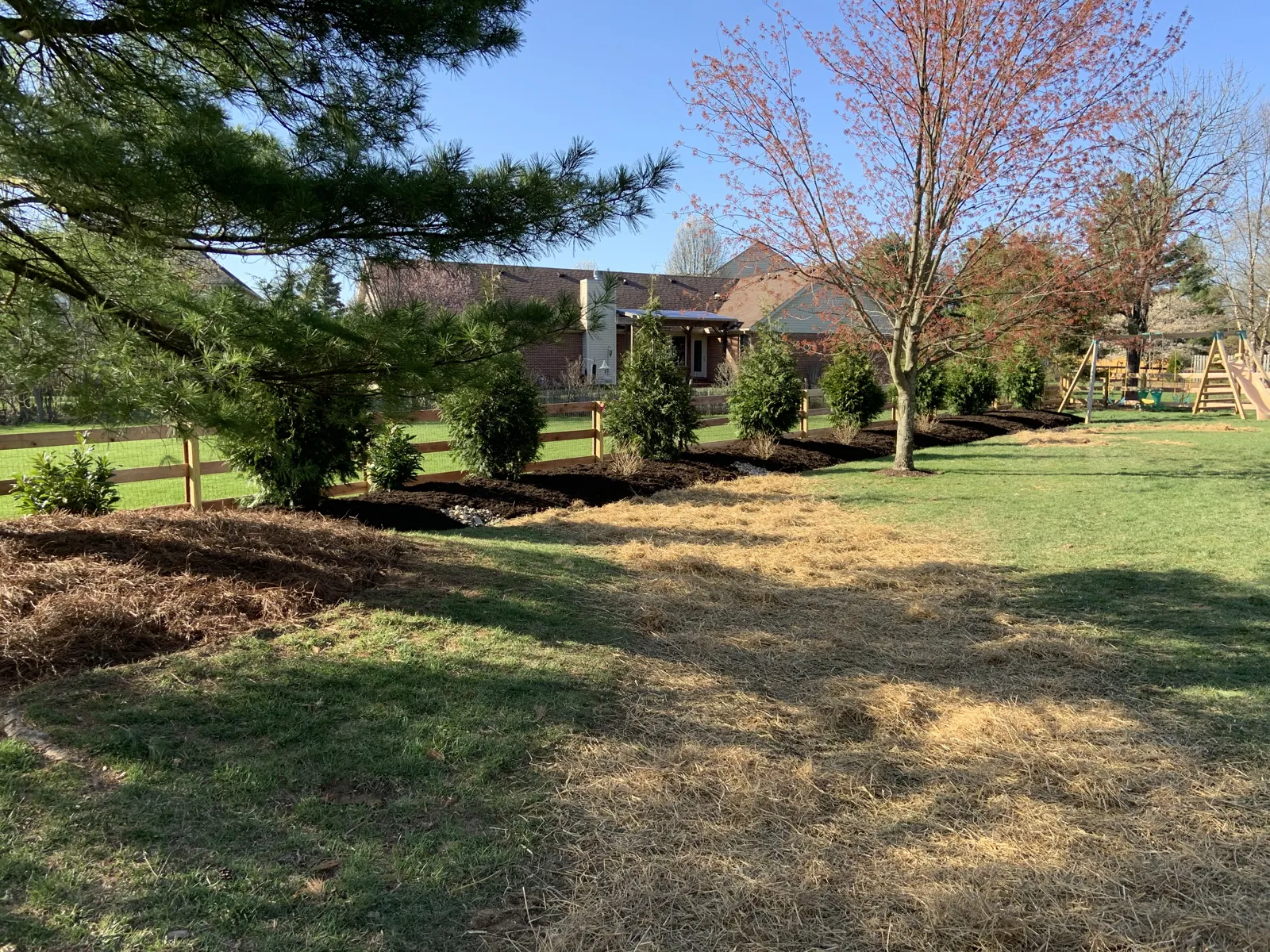 Row of new evergreens and trees along a property line